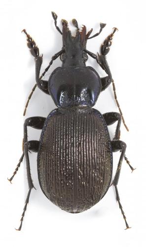 Sphaeroderus stenostomus lecontei